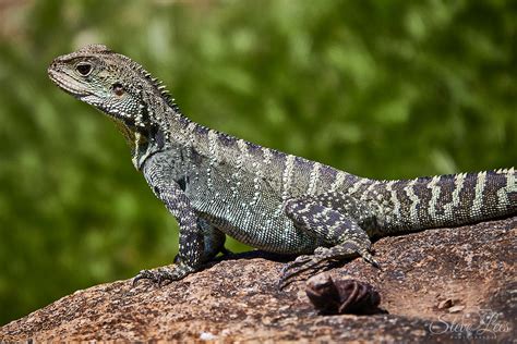 Australian Lizard 3 Steve Lees Photography