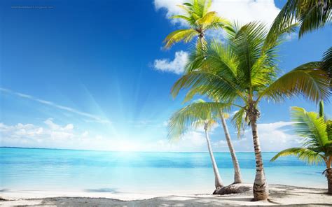 71 Palm Tree Wallpapers