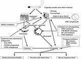 Phosphodiesterase 4 Inhibitors For The Treatment Of Copd