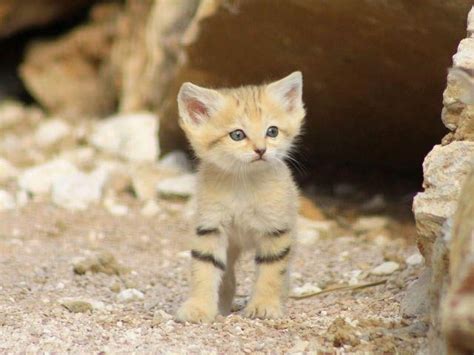 Another concern is rabies in a cat of unknown vaccination status. Baby Wild Sand Cat | nature | Pinterest