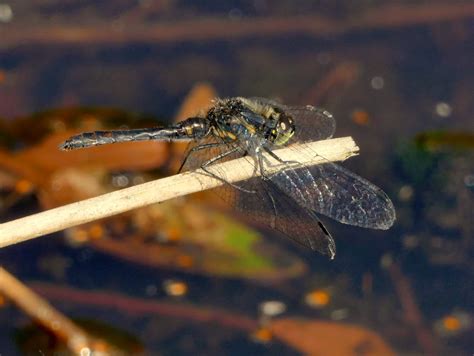 Peter Lovetts Ramblings Common Darters Southern Hawkers And A Black
