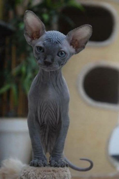 These Sphynx Babies Will Instantly Melt Your Heart Котята Смешные