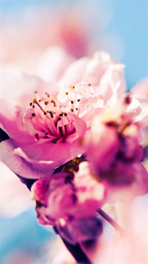 Desktop cherry blossoms hd wallpaper. Cherry Blossom iPhone HD Wallpaper | PixelsTalk.Net