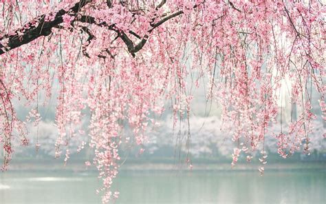 Cherry Blossom Aesthetic Wallpapers Wallpaper Cave