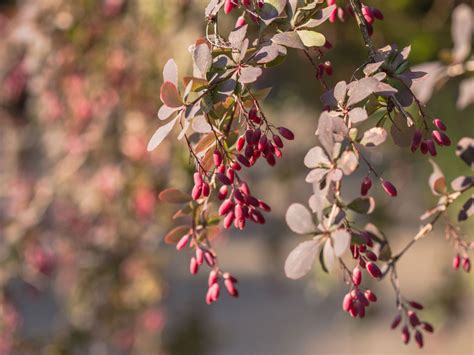 Except with formal hedges that need this low, dense plant grows to 2 feet tall and 3 feet wide. Barberry Plant Information - Growing And Caring For ...