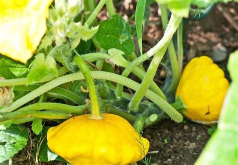 8 Great Types Of Squash For Beginners To Grow Container Gardening