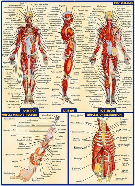 On the board, the teacher should place a picture of the diagram of the human body. 03 Human Anatomy All System Deep Muscles Map 14"x19 ...