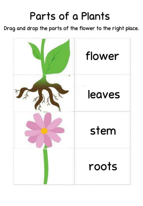 Parts Of A Plant Online Pdf Activity For Kindergarten In 2022 Plants