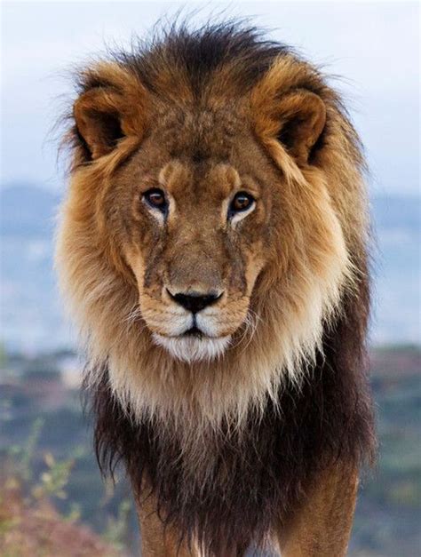 The Beauty Of Wildlife Male Lion Lions Animals Beautiful