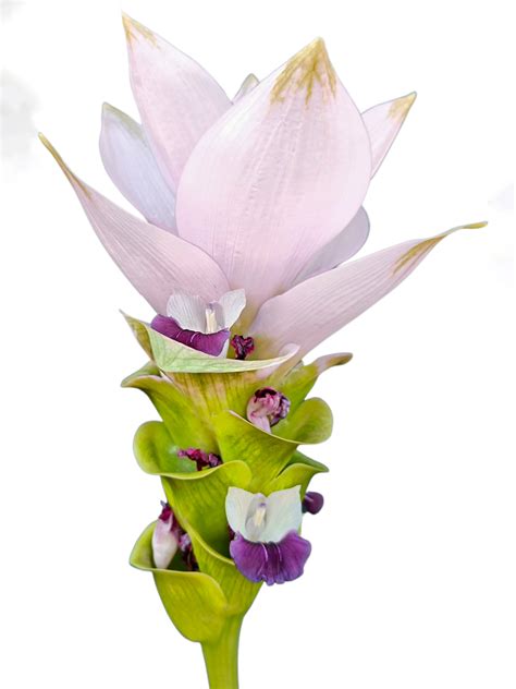 Pure Beauty Farms Curcuma Siam Plant Purple Flowers In Grower S Pot