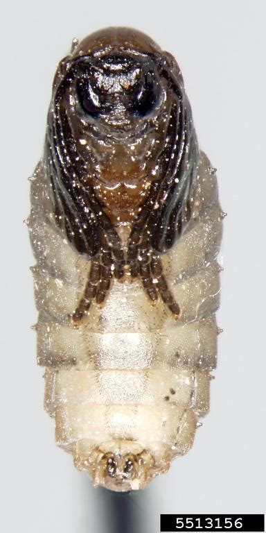 Chinese Chive Maggot Bradysia Odoriphaga Diptera Sciaridae 5513156