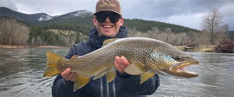 Brown Trout Western Montana Fish Species The Missoulian Angler Fly Shop