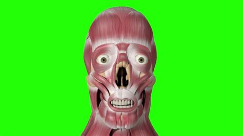Частично прикрыта мышцей, опускающей угол рта. Depressor Labii Inferioris Muscles by madi7779 | VideoHive
