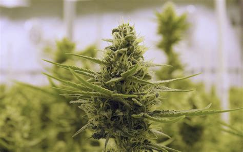 Australian Cannabis Stocks Climb Amid Licensing Announcements Leafly