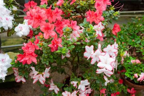How To Grow And Care For Azaleas Thearches