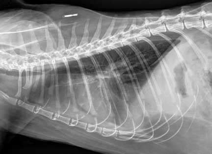 Different types of fluid can accumulate in the pleural space. feline-pleural-effusion3 | Long Beach Animal Hospital