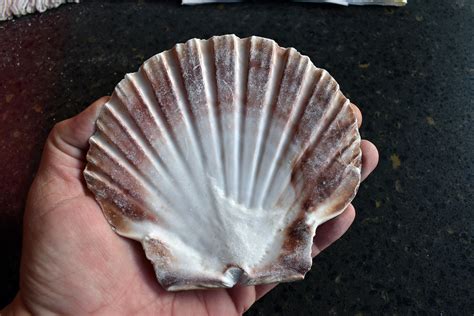 12 Large Irish Flat Scallops Shells Seashells 4 Crafts Beach Cottage