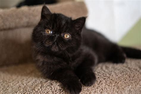 17 Reasons Why Black Persian Cats Are The Best Pet You Can Have My