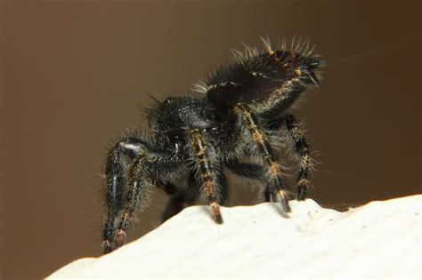 Bold Jumping Spider North American Insects And Spiders