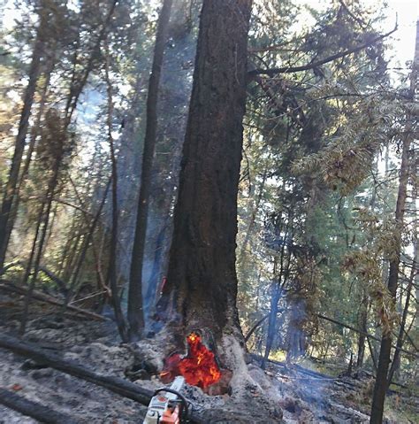 Forest Fires In British Columbia Are Burning So Hot Trees Are Burning