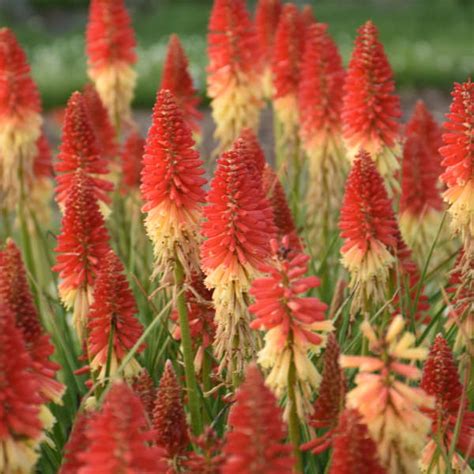 Kniphofia Rockets Red Glare Pp30772 Perennial Resource