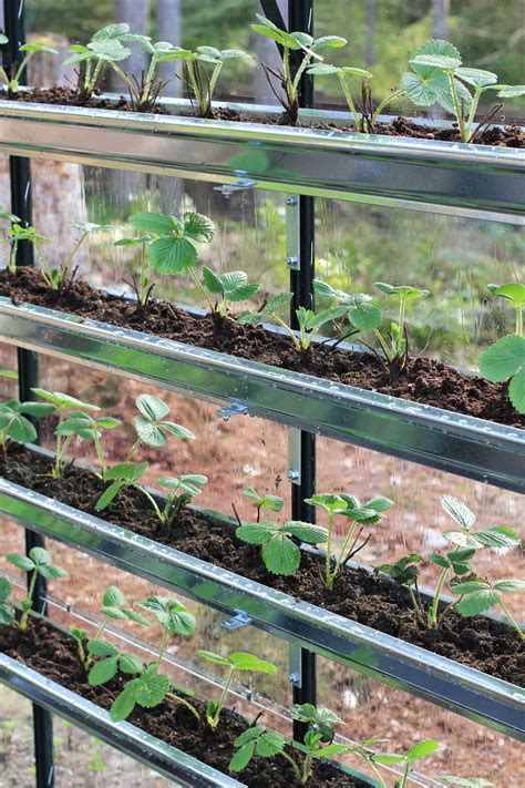 How To Grow Your Own Food In A Greenhouse One Hundred Dollars A Month
