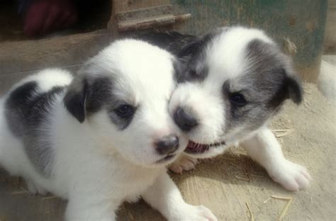 Two Black White Newborn Husky Puppies Playingpng