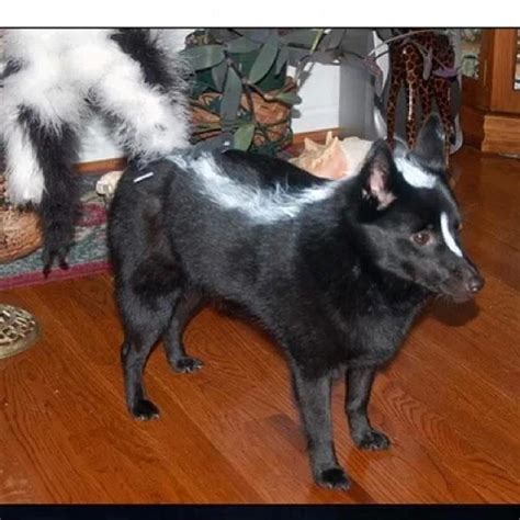 11 Dogs That Groomed To Look Like Wild Animals