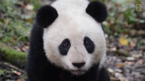 Zhang Xiang The Captive Bred Panda Youtube
