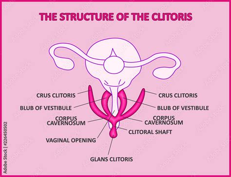 Vetor Do Stock The Structure Of The Clitoris A Medical Poster Female