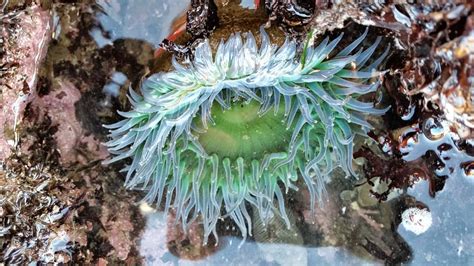 Giant Green Anemone Bolinas Tide Pools Ca Usa By Daniel Copeland On