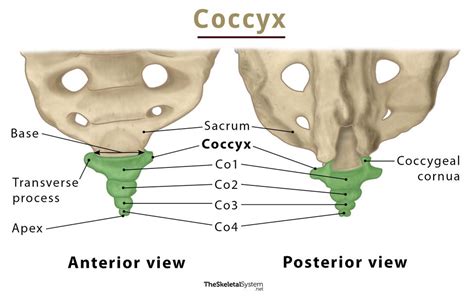 Coccyx Tailbone Anatomy Location Functions And Diagram
