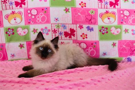 They can't defecate or urinate by. Ragdoll Kittens for Sale Near Me | Buy Ragdoll Kitten in ...