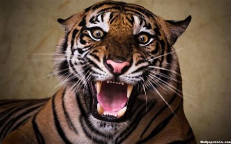 90 Angry Tiger Eyes Wallpapers