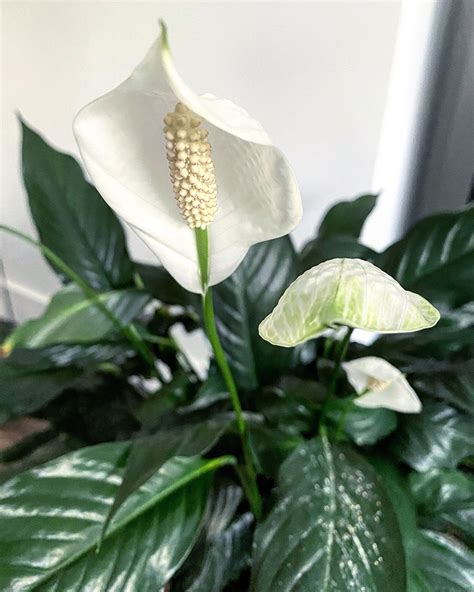 The Truth About The Peace Lily How To Keep It Healthy And Beautiful