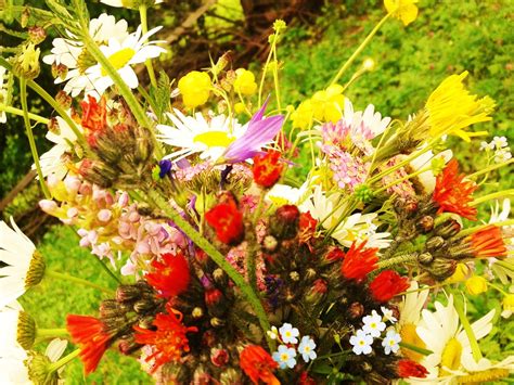 Sicilia Mare Listă Poze Cu Flori Pe Camp Pionier De Lemn Mireasă