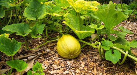 Pruning can also influence fruiting and flowering as well as rejuvenate old trees and shrubs. Do you know why squash leaves turn yellow? Read here some ...