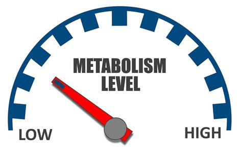A Importância Do Metabolismo Na Perda De Peso Ways To Boost Metabolism Metabolism Boosting
