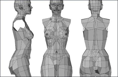 Fig 6 18 The Female Torso In Low Polygon Mode Body Reference Drawing