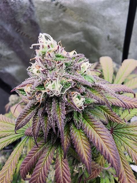 Honey Berry Marijuana Strain Information & Reviews | AllBud