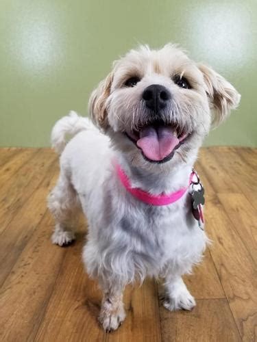 Browse thru our id verified puppy for sale listings to find your perfect puppy in your area. Zoe Havanese Adult - Adoption, Rescue for Sale in Milwaukee, Wisconsin Classified ...