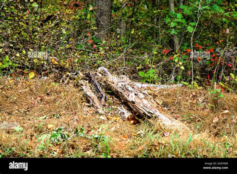 Fallen Dead Tree Laying On Ground In The Fall Season Stock Photo Alamy