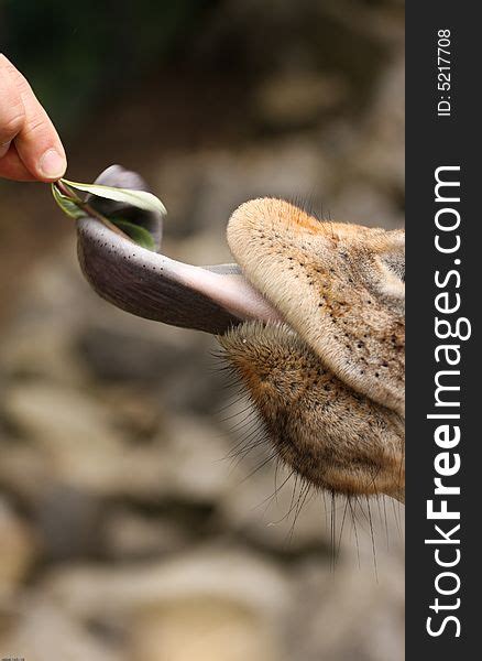 Grabbing Leaf Tongue Free Stock Photos Stockfreeimages