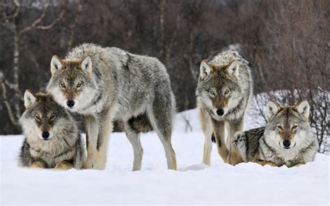 Wolf Pack Hunting Wallpaper