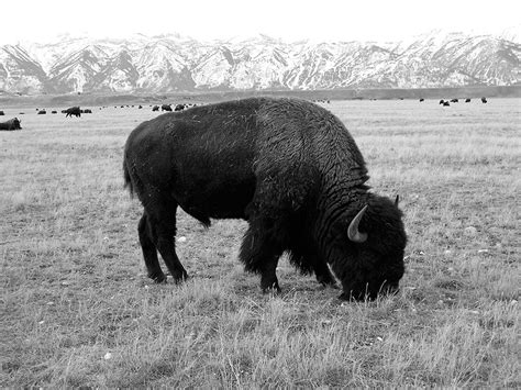 Pictures Of The West — American Bison