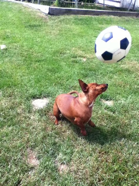 The Soccer Playing Mini Dacshund Cute Animals Soccer