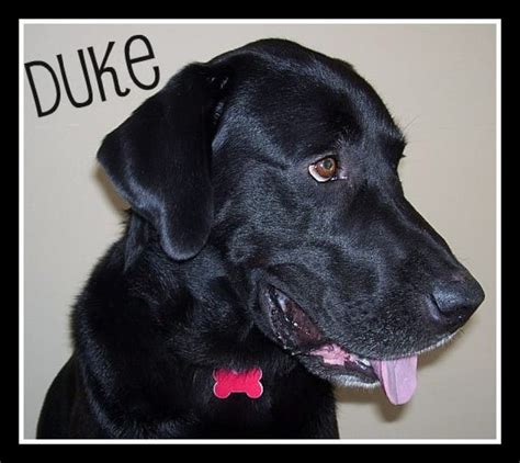 Duke Is A Black Labrador Retriever Mix That Is Ready To Be Adopted