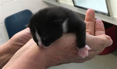 A Kitten Called Digby Survived An 80 Mile Journey In Builders Digger Nature News Express