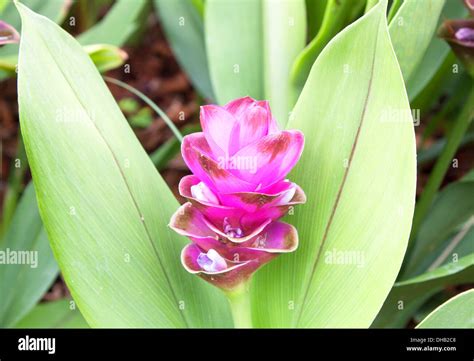 Curcuma Alismatifolia Siam Tulip Or Summer Tulip Or Dok Krajiao Is A
