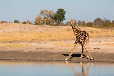Oplev The Big Five I Zimbabwes Hwange National Park
